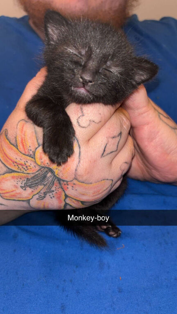 Kittens for sale