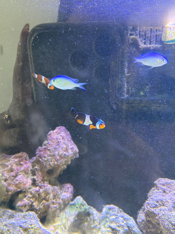 Pair of clown fish