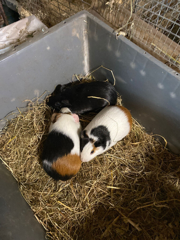 FRMALE BABY GUINEA PIGS