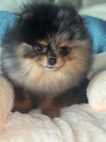 2 female pomchi