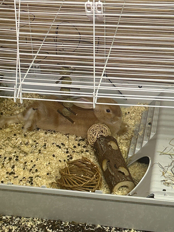 2 mini lops for sale
