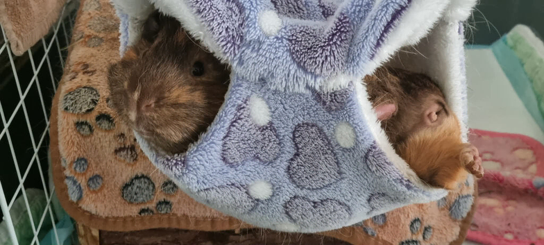 Two guinea pig brothers for sale