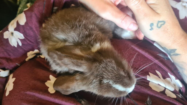 Beautiful boy lop