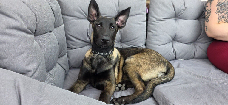 5 months belgian malinois