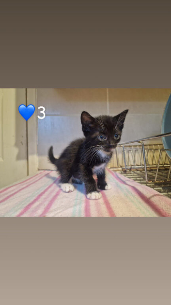 3 kittens ready to leave