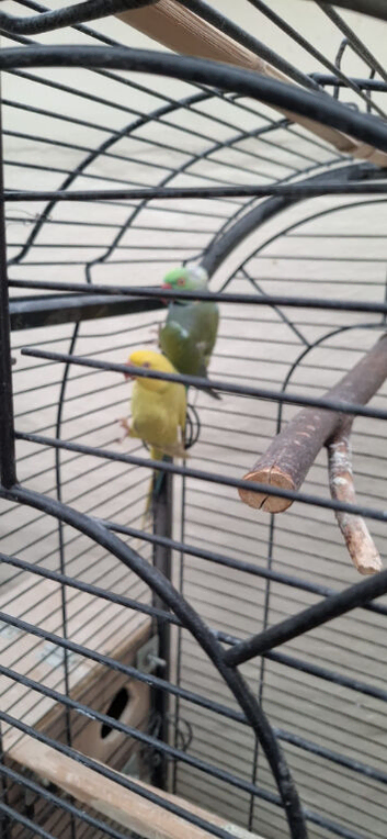 Breeding pair Indian ring nack parrot