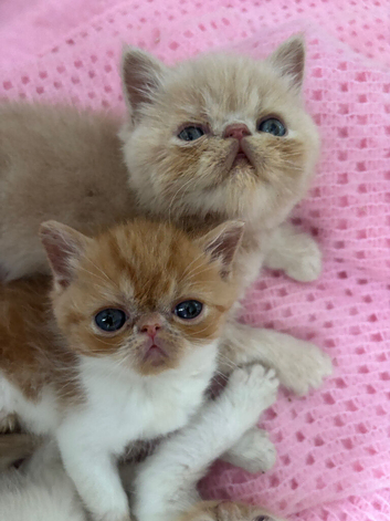 Stunning exotic kittens high quality