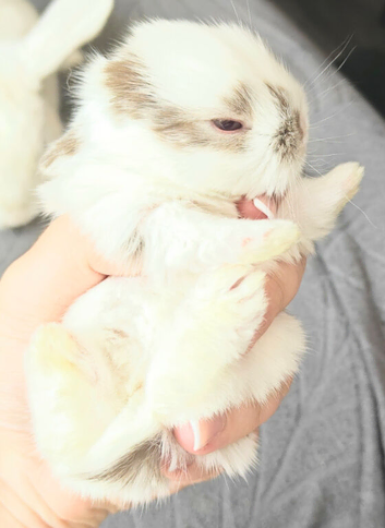 6 healthy Mini lion Lops available