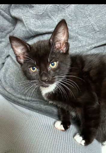 Mixed kittens for sale