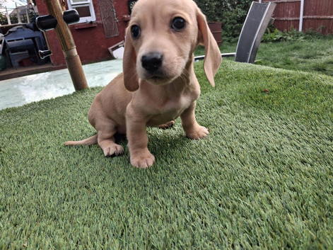 Dachshund babies