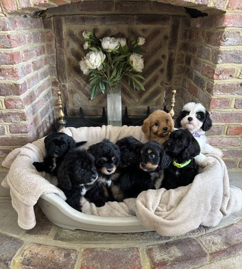 Championed Healthy Raised Cavapoo Puppies