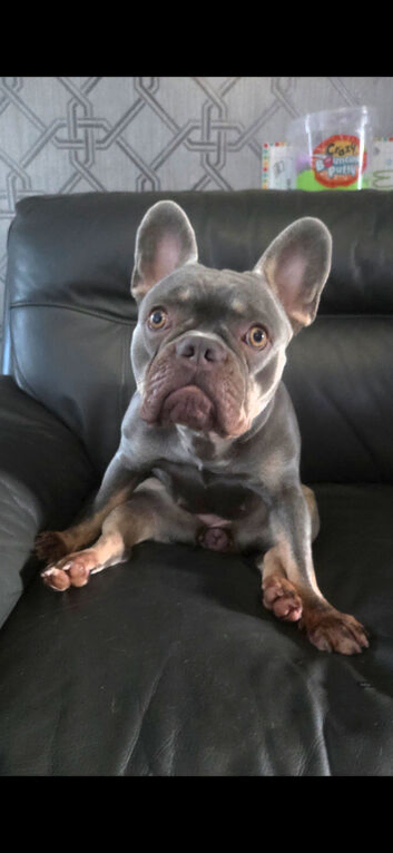 French bulldog belfast