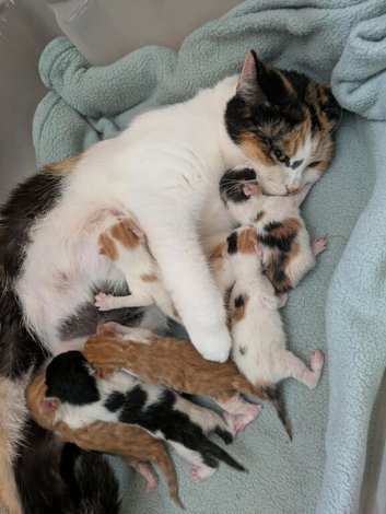 Male Black & White Kitten