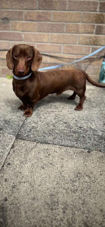 Dachshund male for sale