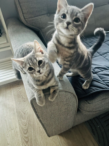 British short hair silver grey x 2 with full starter up accessories