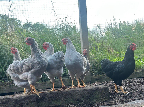 Rare Lavender Wyandotte male bantams