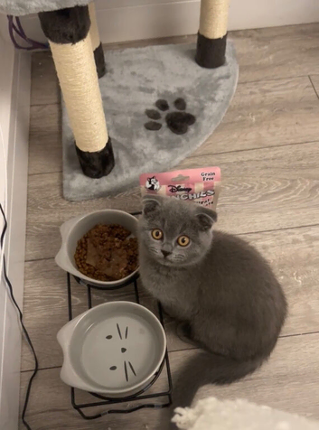 British shorthair kitten
