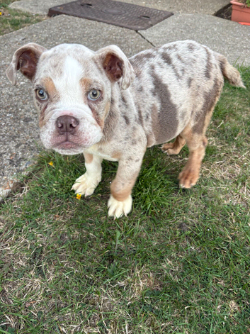 English bulldog