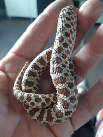 Young hognose female normal het for axanthic.