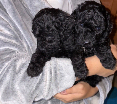 Stunning Maltipoo puppies