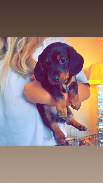 Kc Reg Puppy Looking for Forever Couch