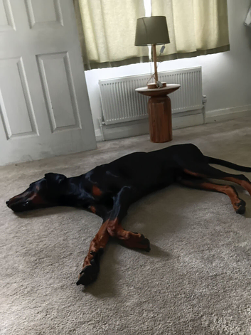 Dobermann dog