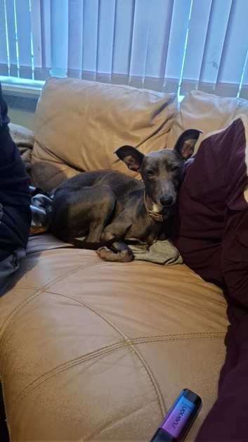 Lurcher pup