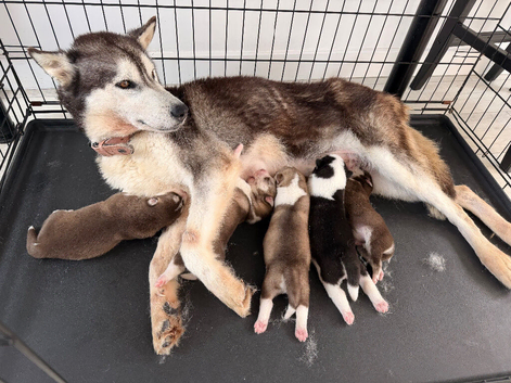 Beautiful full siberian husky