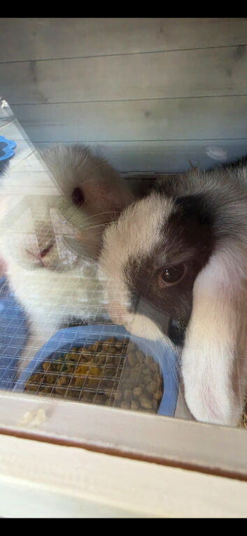 2 male mini lops and hutch