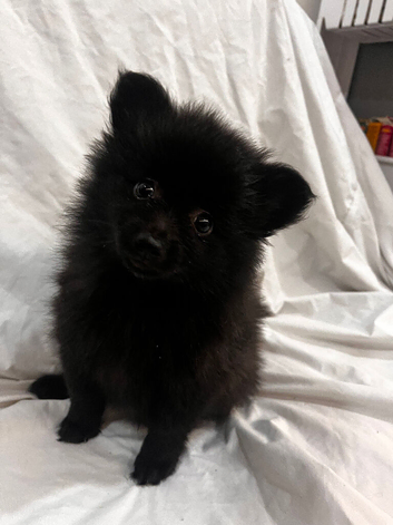 1 black female pomeranian