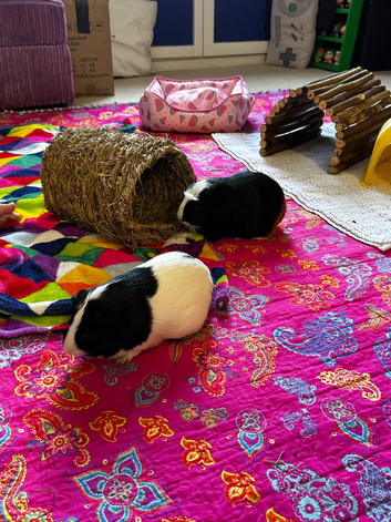 Pair of bonded female guinea pigs