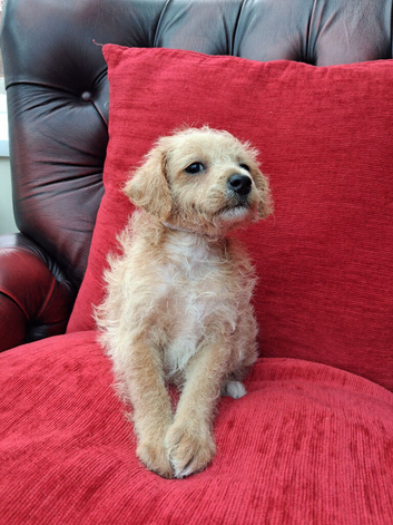 F1 Jackapoo Puppies