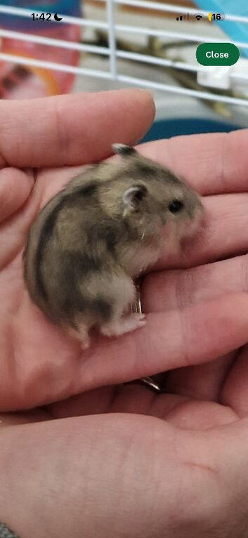 Hampster