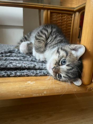 Sweet girl for sale