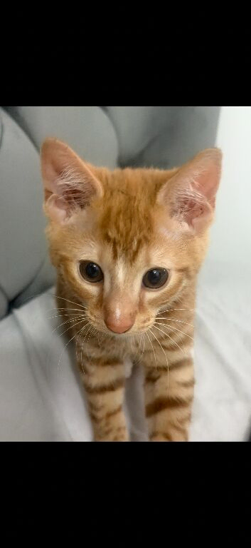 Beautiful kitten (sold)