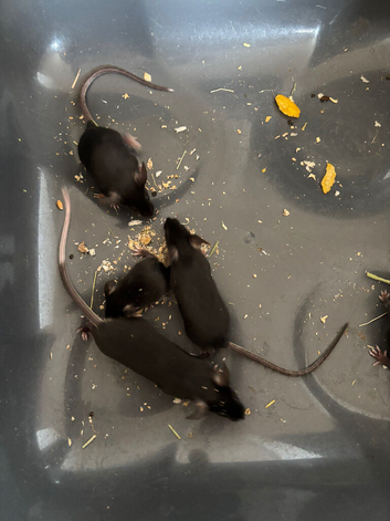 mice