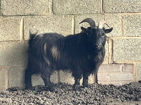 Fantastic Little Pygmy Billy
