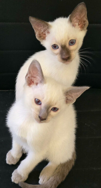 Stunning pure chocolate point boys