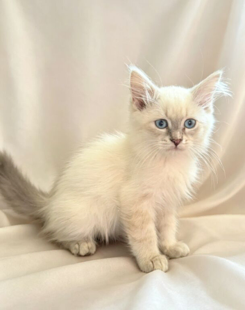 Adorable Siberian Neva Masquerade Kittens