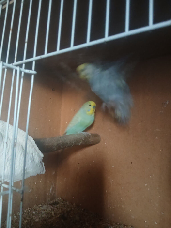 Pairs off budgies