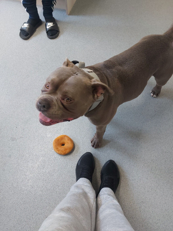 Bully cross staffie