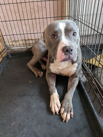 Male staffy