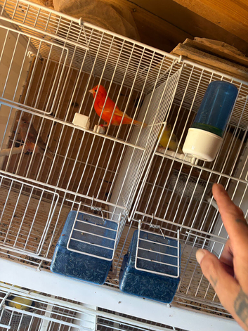 Canary birds