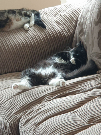 Tuxcedo, need adopting ASAP