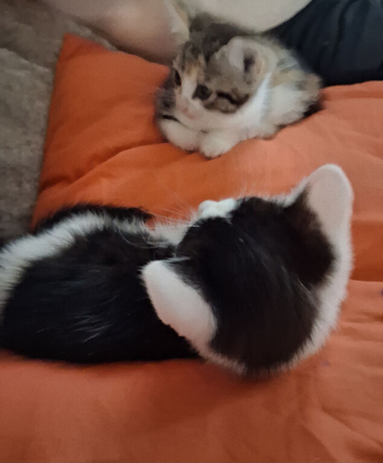 10 week old black and white male