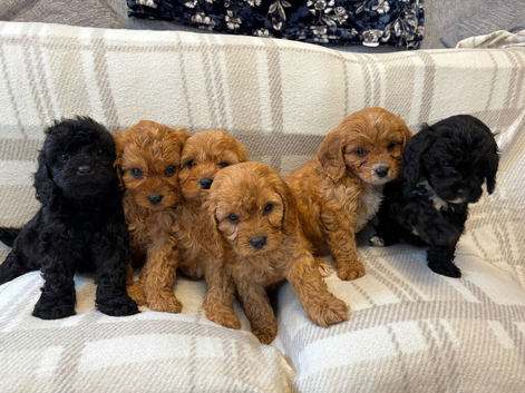 F1 cavapoo puppies fully vet health checked only two little boys left