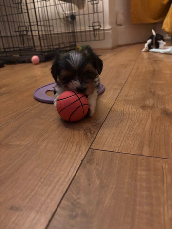 Biewers yorkies