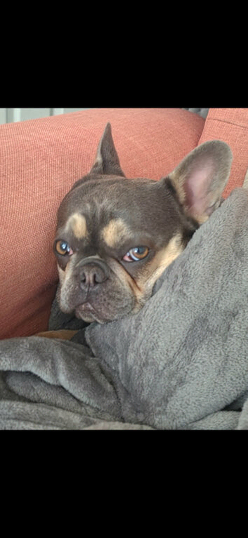 Lilac and Tan Micro Frenchie Female