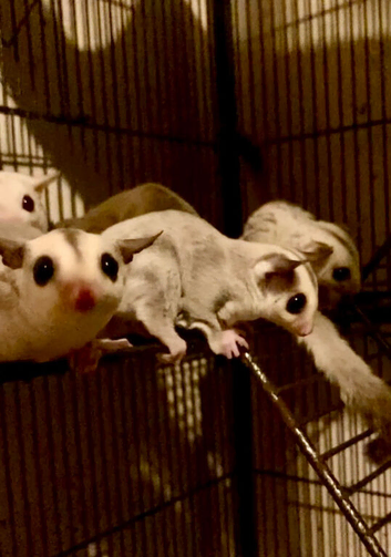 baby&rsquo;s   sugar glider