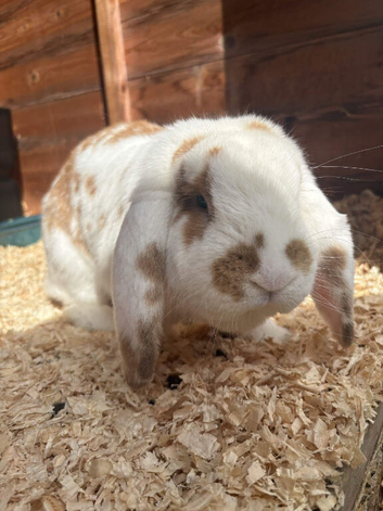 Giant French lop rabbit